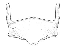   Anthidium labergei  male, diagram showing ventral view of sixth sternum (S6), diagram from Gonzalez and Griswold 2013 
